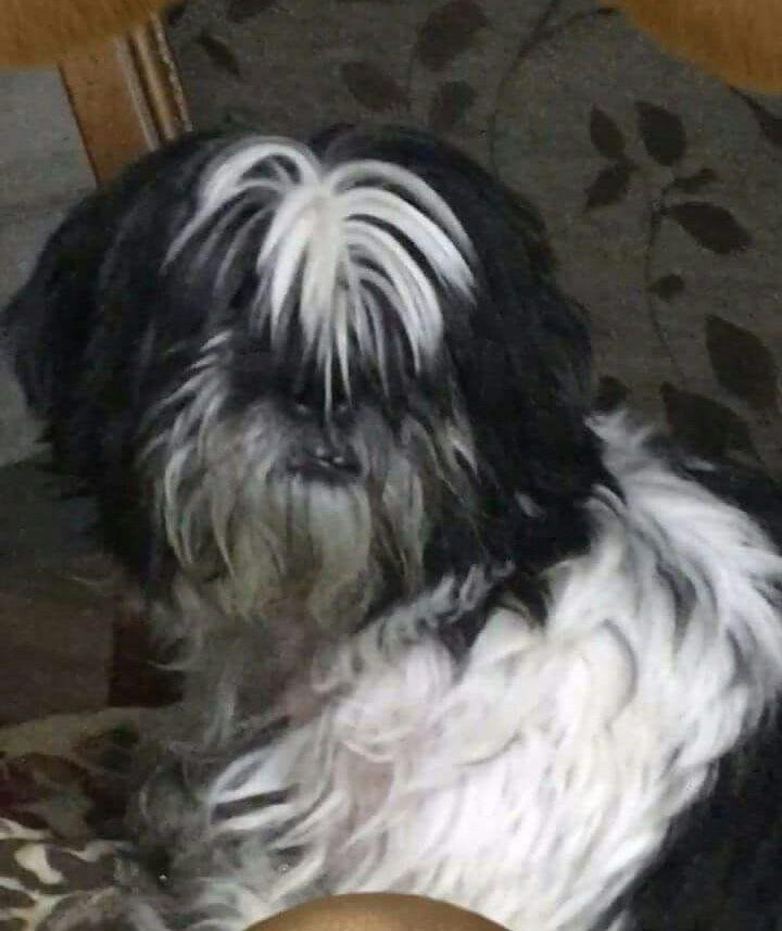 Потерялась собака