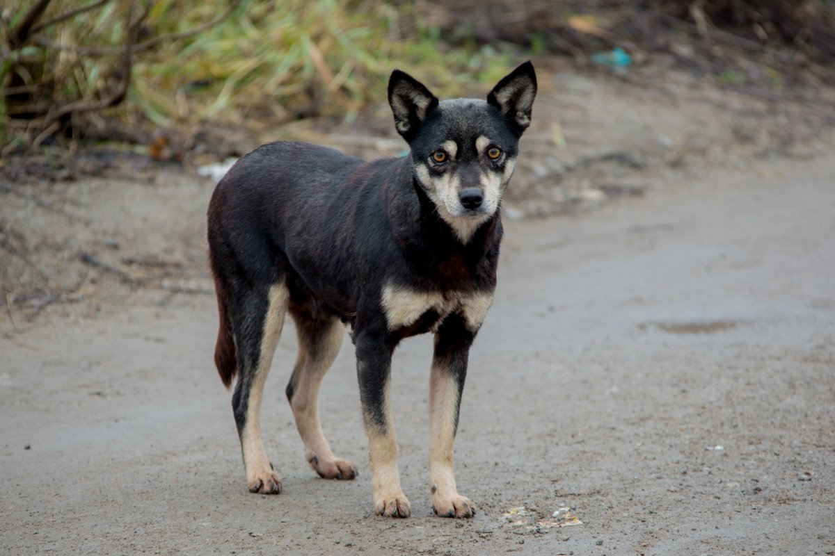 Собак и правда было много, вот только они не внушали страх Собак и правда было много, вот только они не внушали страх