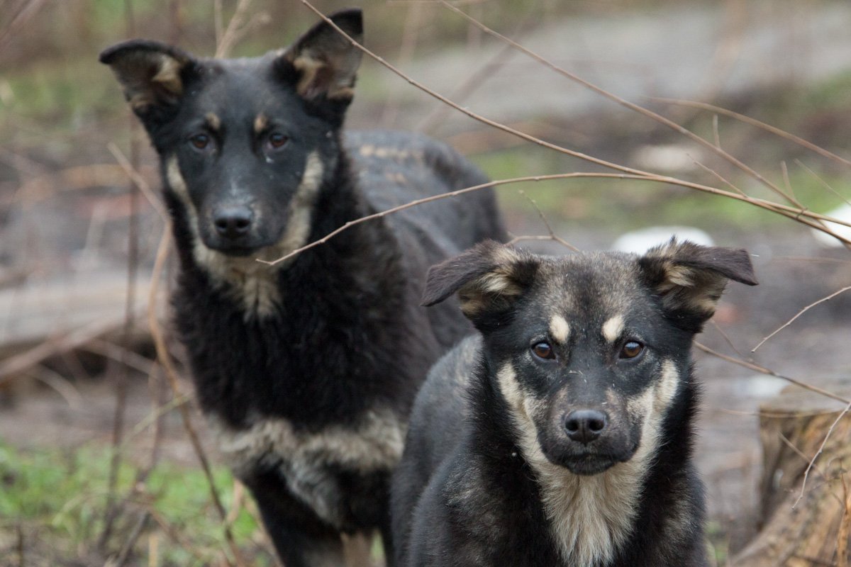 Собаки мешают людям жить Собаки мешают людям жить