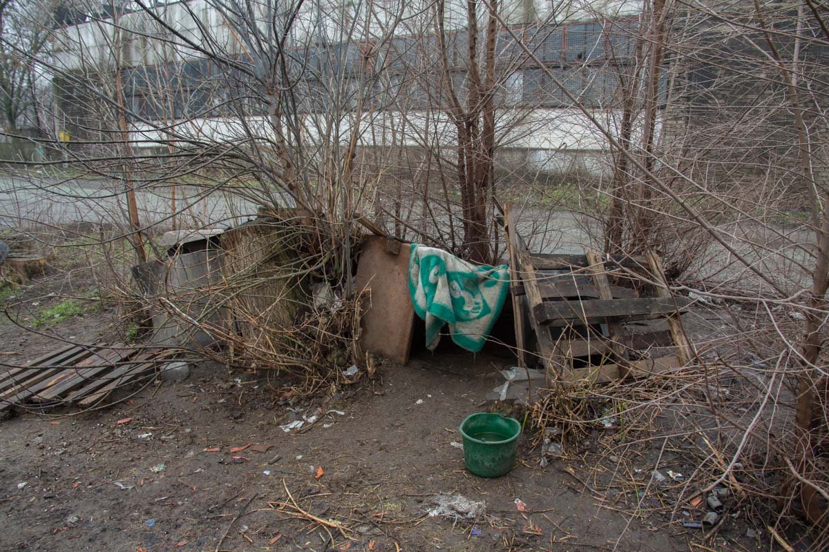 Люди обустроили для псов будку Люди обустроили для псов будку