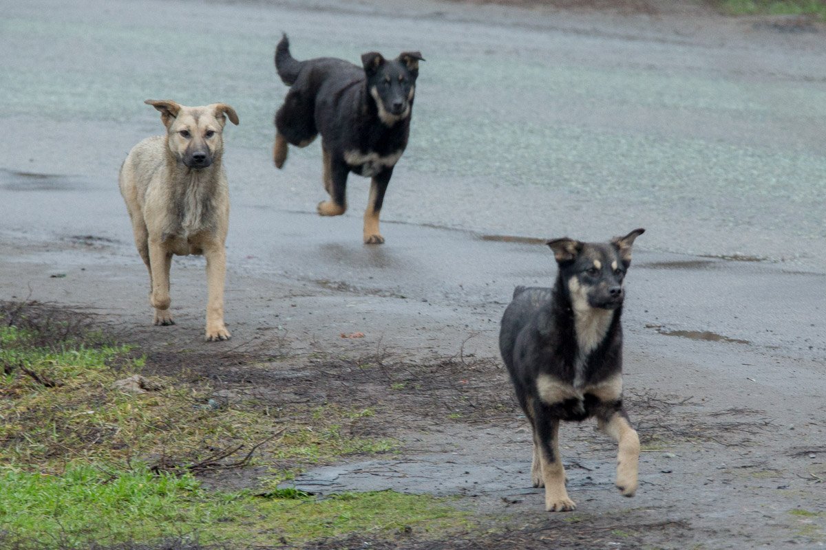Собаки нападают на автомобили Собаки нападают на автомобили