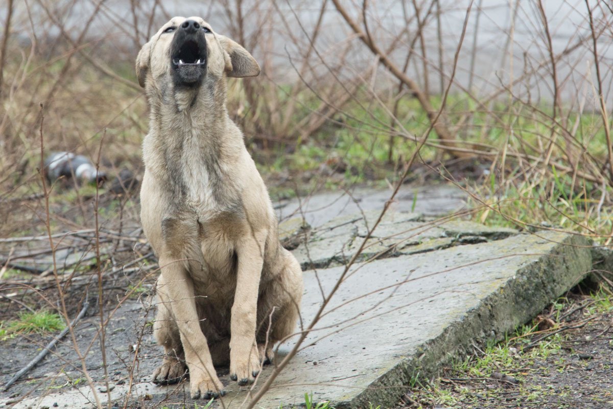 Вечером раздается лай Вечером раздается лай