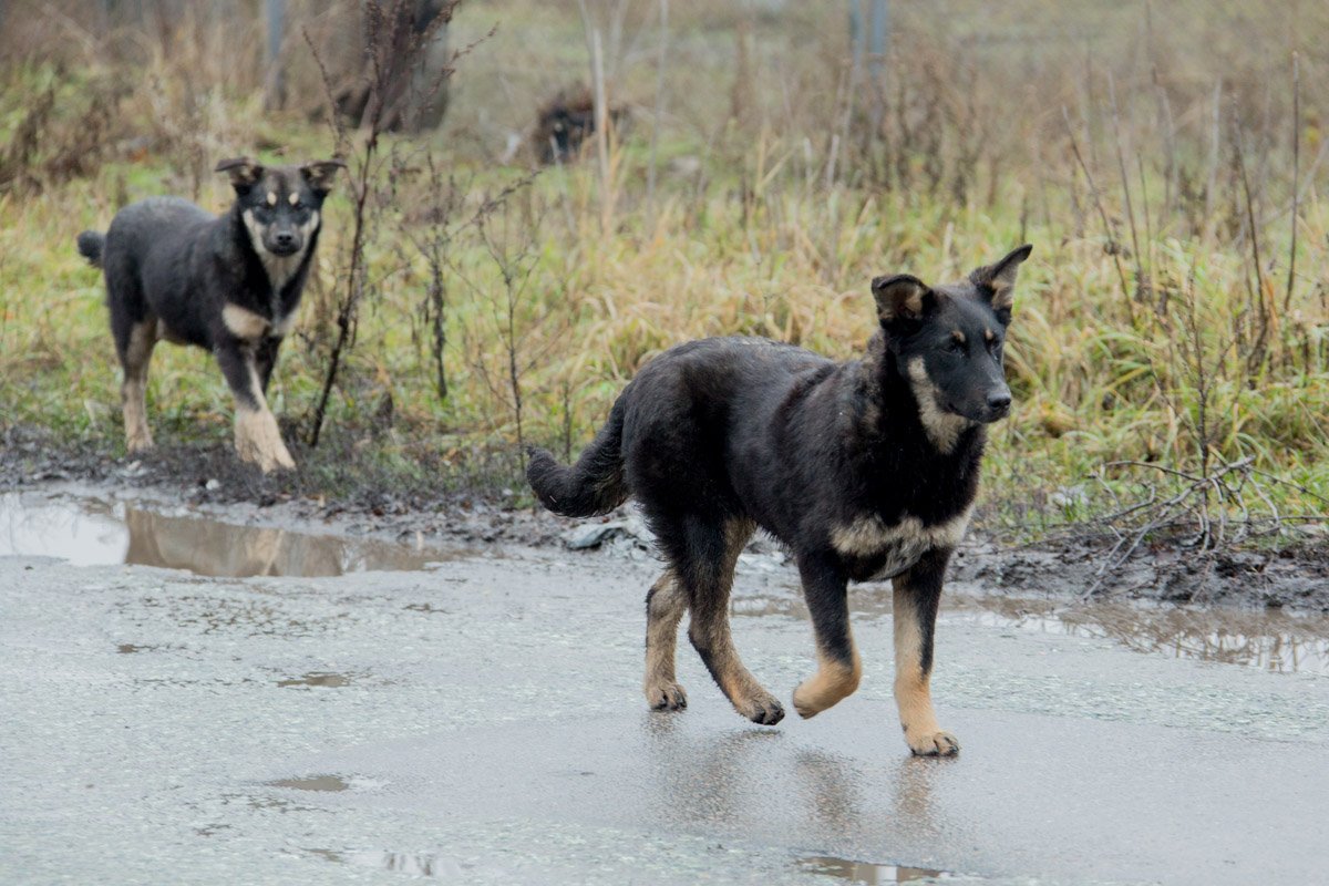 Псы бродят по району Псы бродят по району