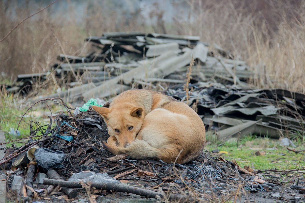 Ожидает бабушку с сосисками Ожидает бабушку с сосисками