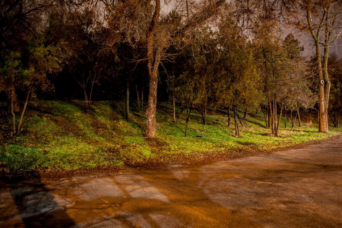 Не по-зимнему зеленые улицы Не по-зимнему зеленые улицы