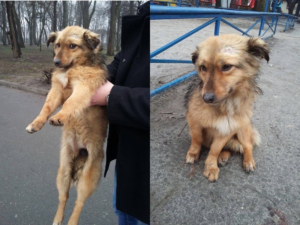 Шерри-Бренди нуждается в помощи Шерри-Бренди нуждается в помощи