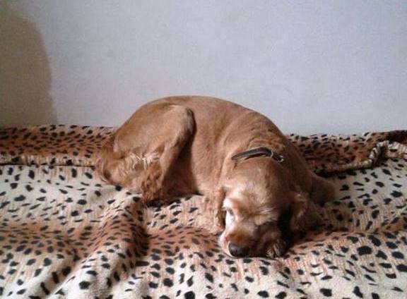 Может греть и вашу кровать