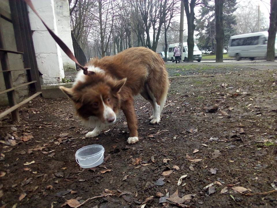 Пушистик ищет дом