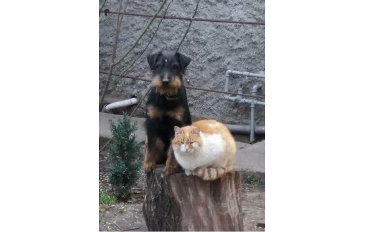 Потерялся пес по кличке Дик Потерялся пес по кличке Дик