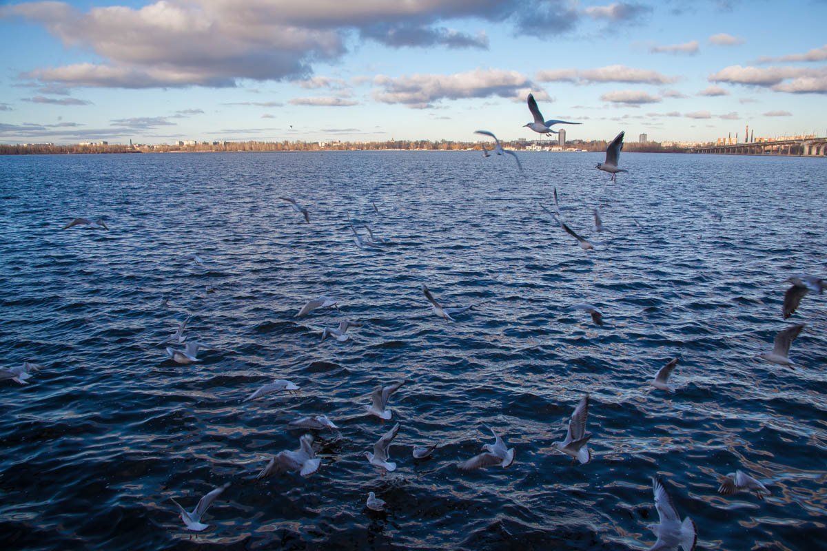 Чаек не спросишь, и тучи скрылись. Что бы смогли мы увидеть, силясь глянуть на все это птичьим взглядом?
