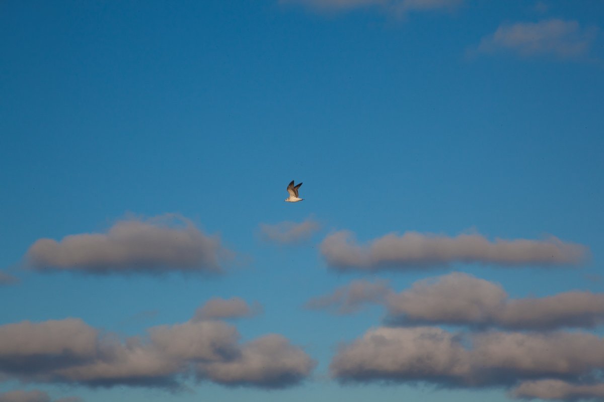 Чаек не спросишь, и нету толка в гомоне волн. Остаются только тучи - но их разгоняет ветер.