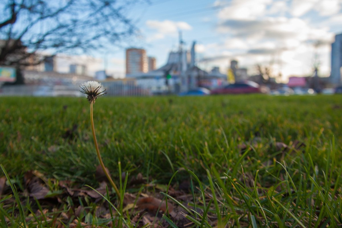 Видны только кроны деревьев, шпили и купола.