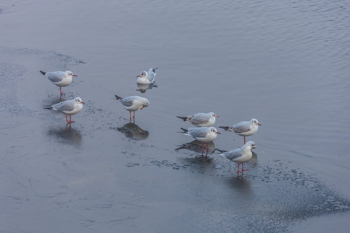Чайки органично вписались в серое туманное утро