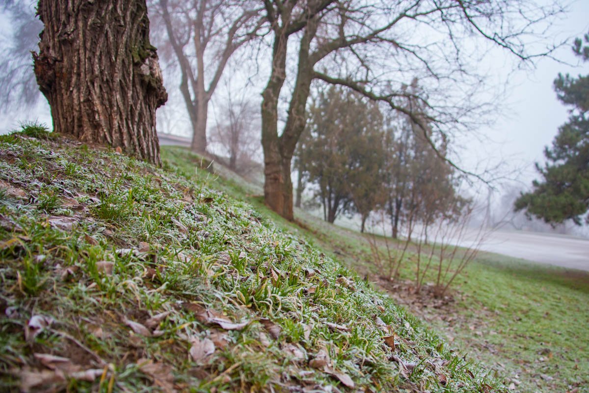 Изморозь и туман - предвестники зимы