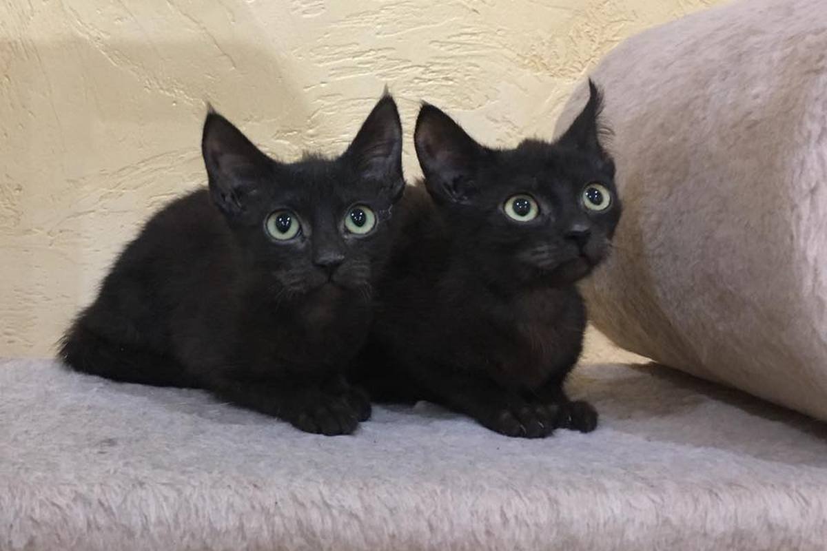 Они готовы стать самыми верными