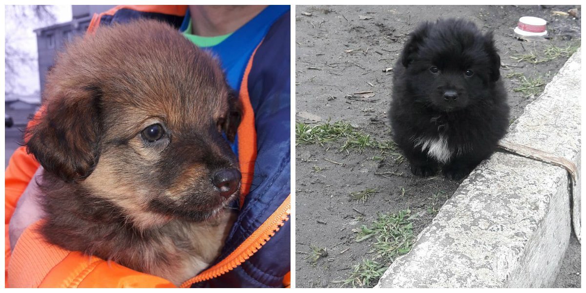 Малыши ищут дом