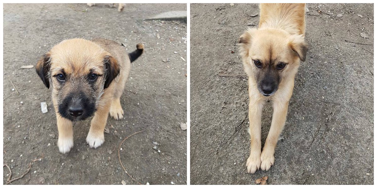 Милые и ласковые, готовы стать друзьями