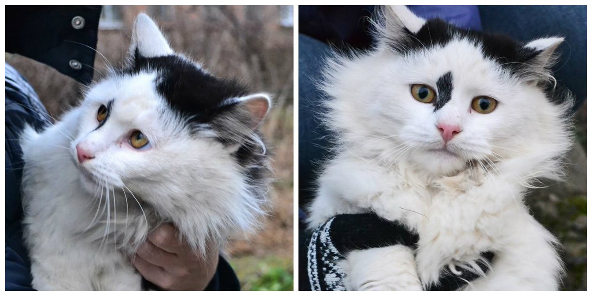 Много кота - много счастья