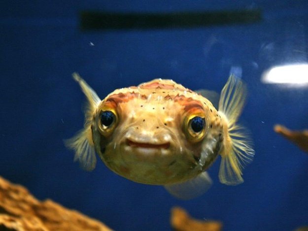 Говорят, что рыбки успокаивают Говорят, что рыбки успокаивают