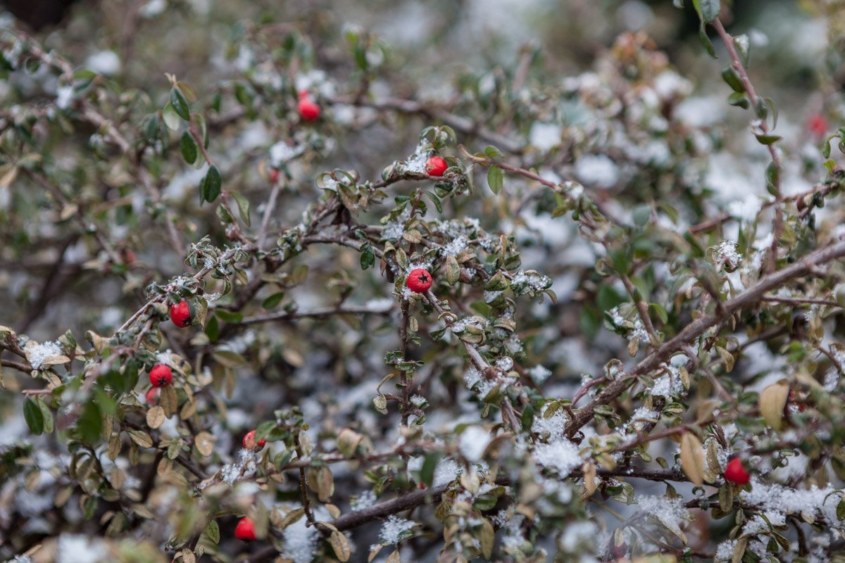 Последнее дыхание весны 