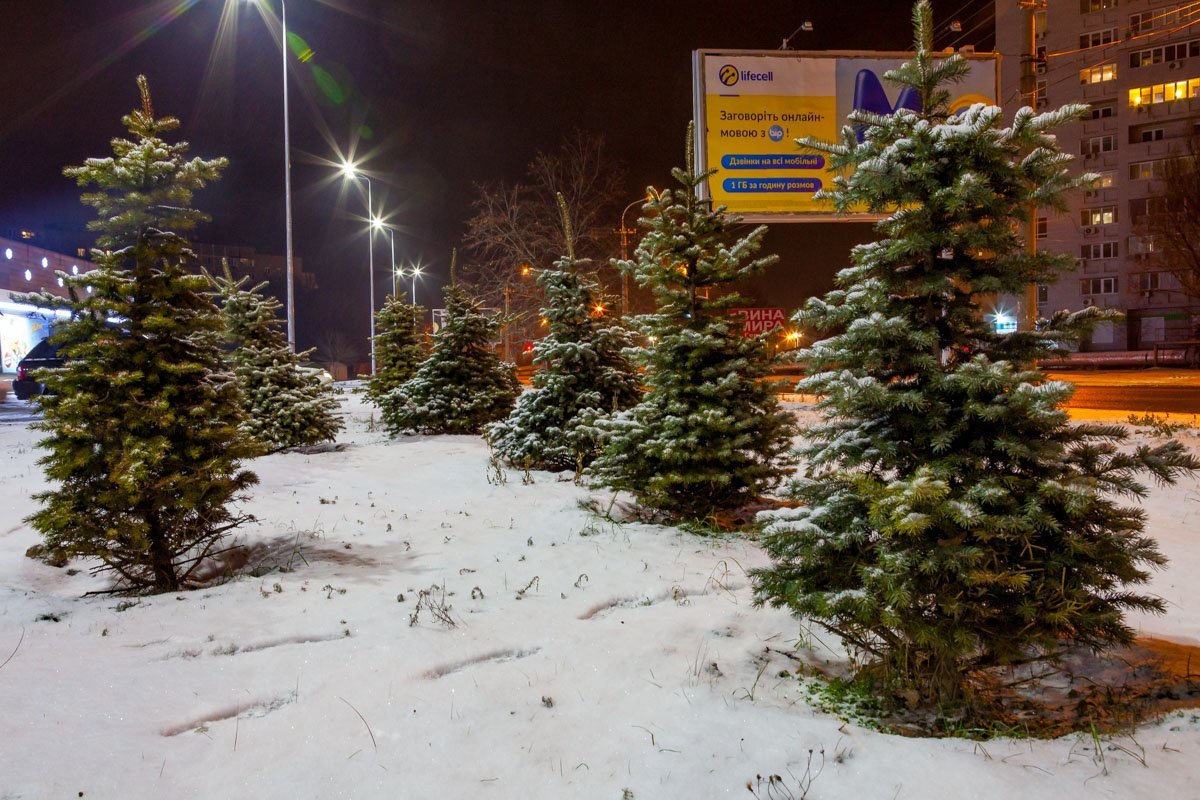 Чудом не срубили