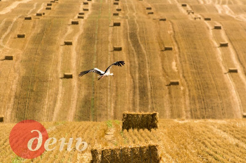 Суперревизор Суперревизор
