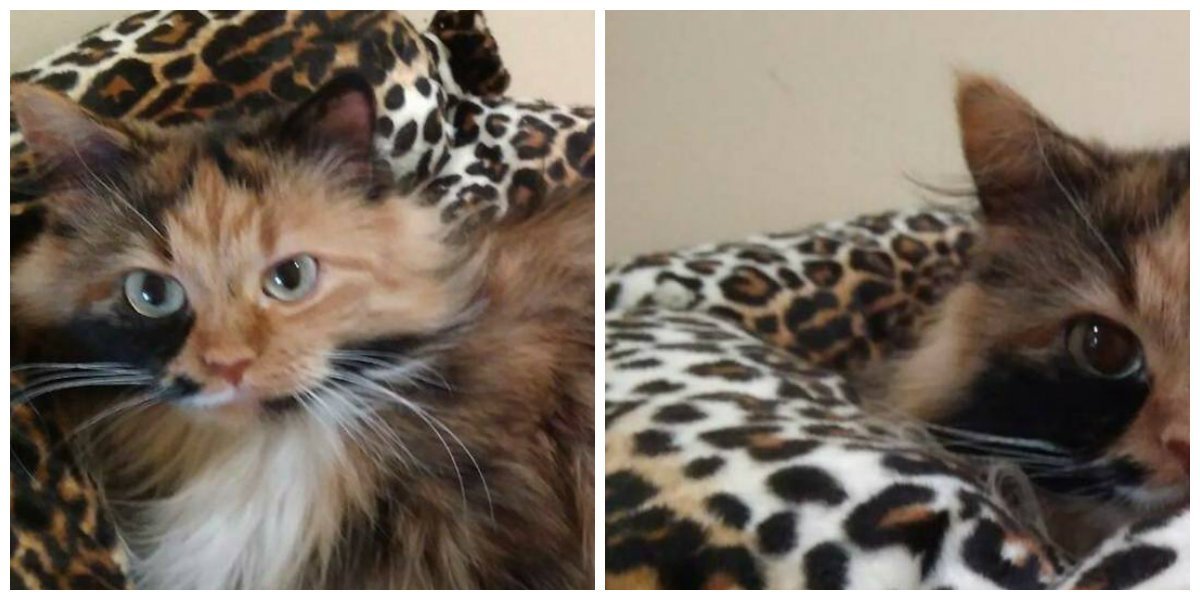 Настоящая красавица ищет дом