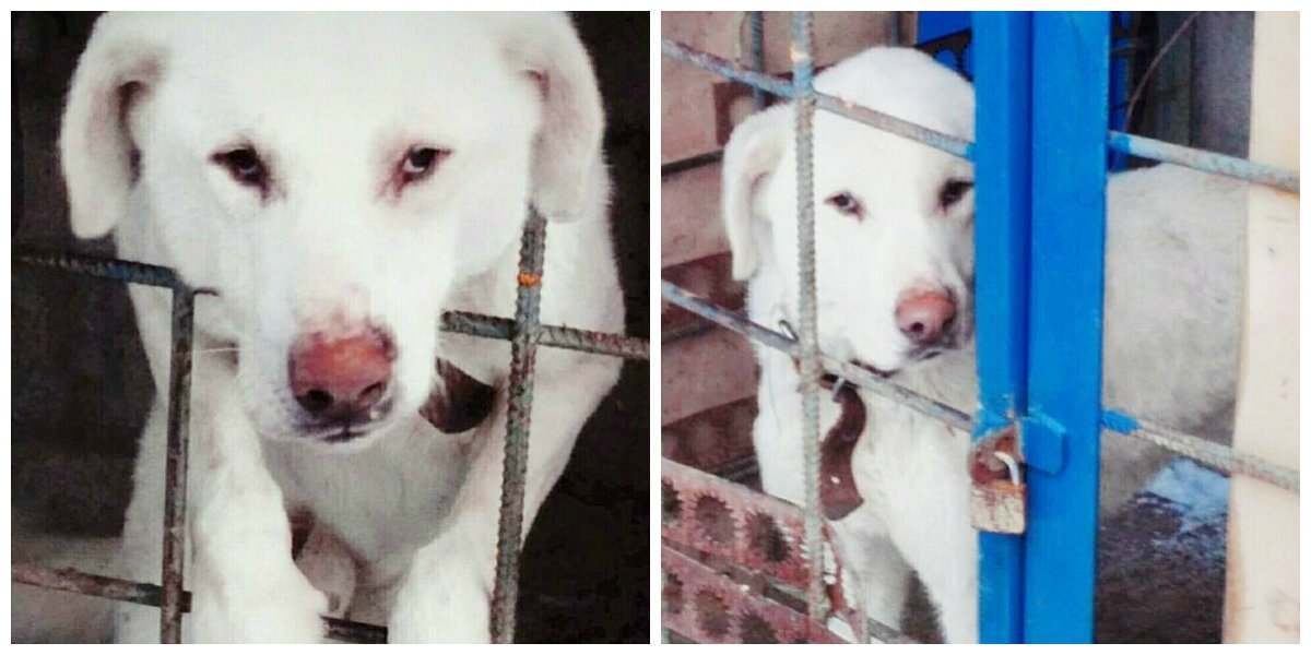 Будет другом и охранником