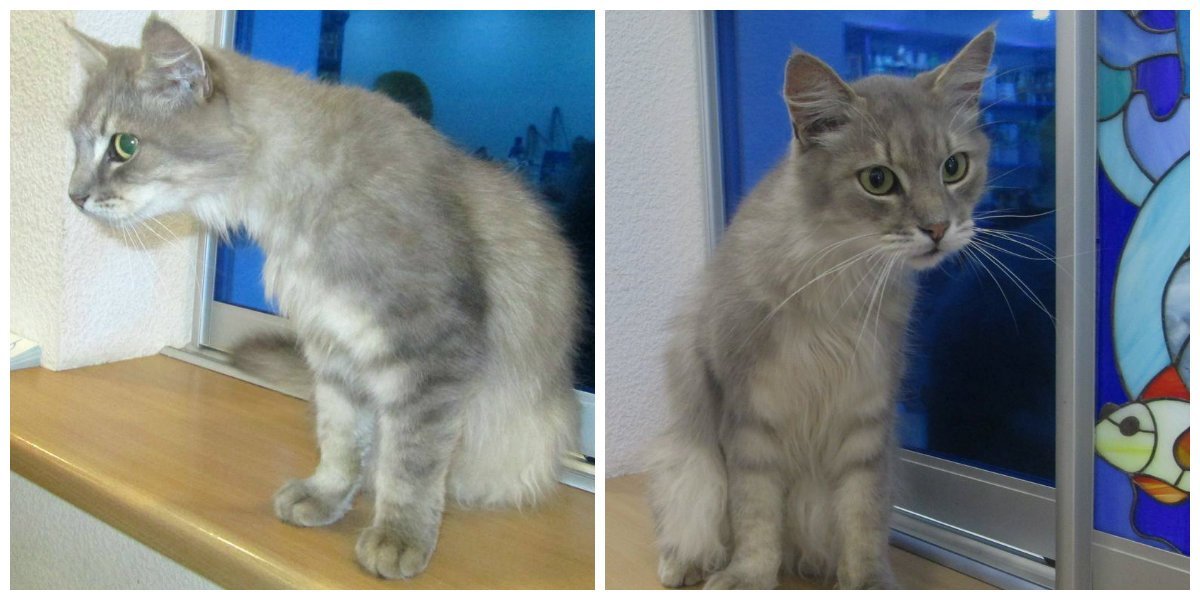 Подарит нежность