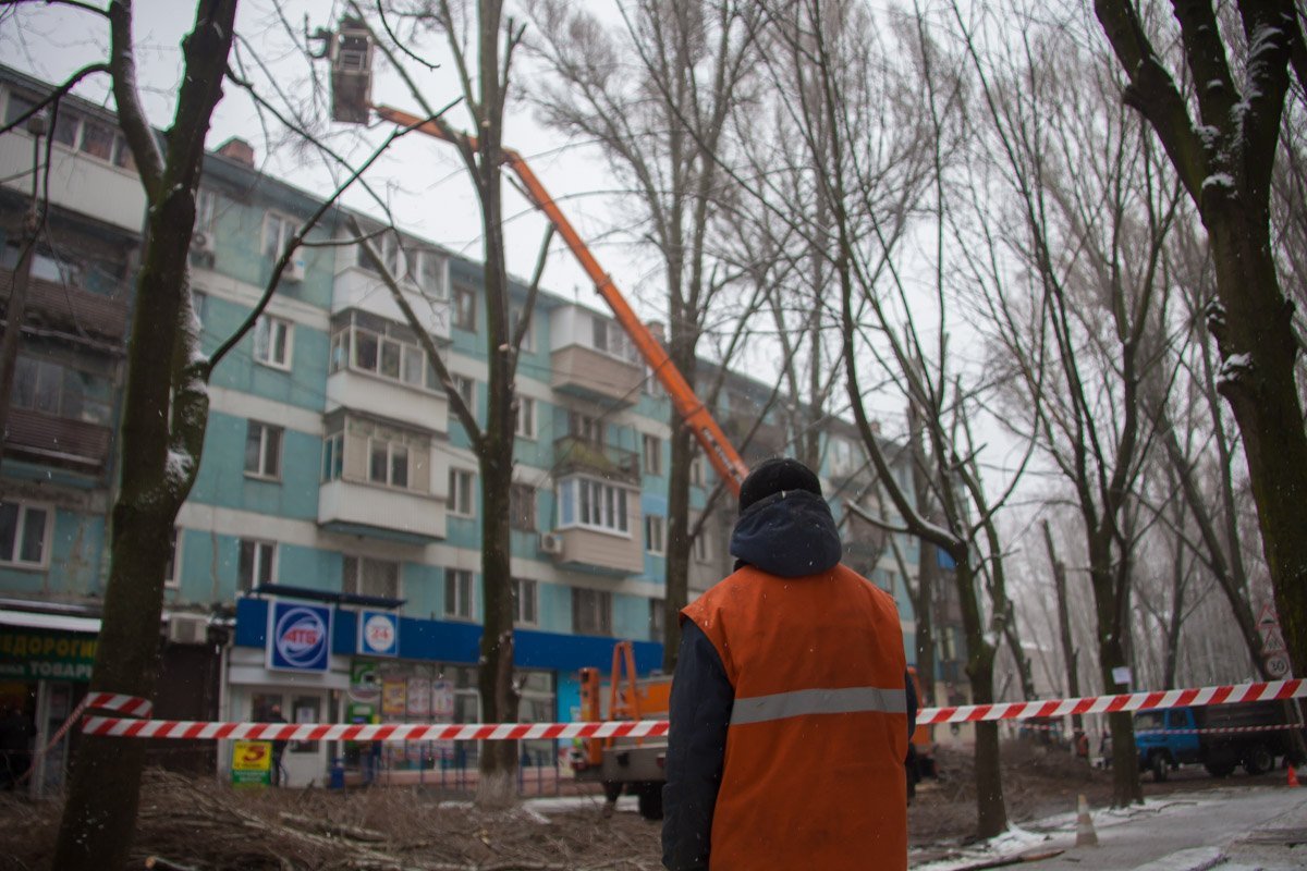 На Казакевича занимаются омоложением деревьев На Казакевича занимаются омоложением деревьев