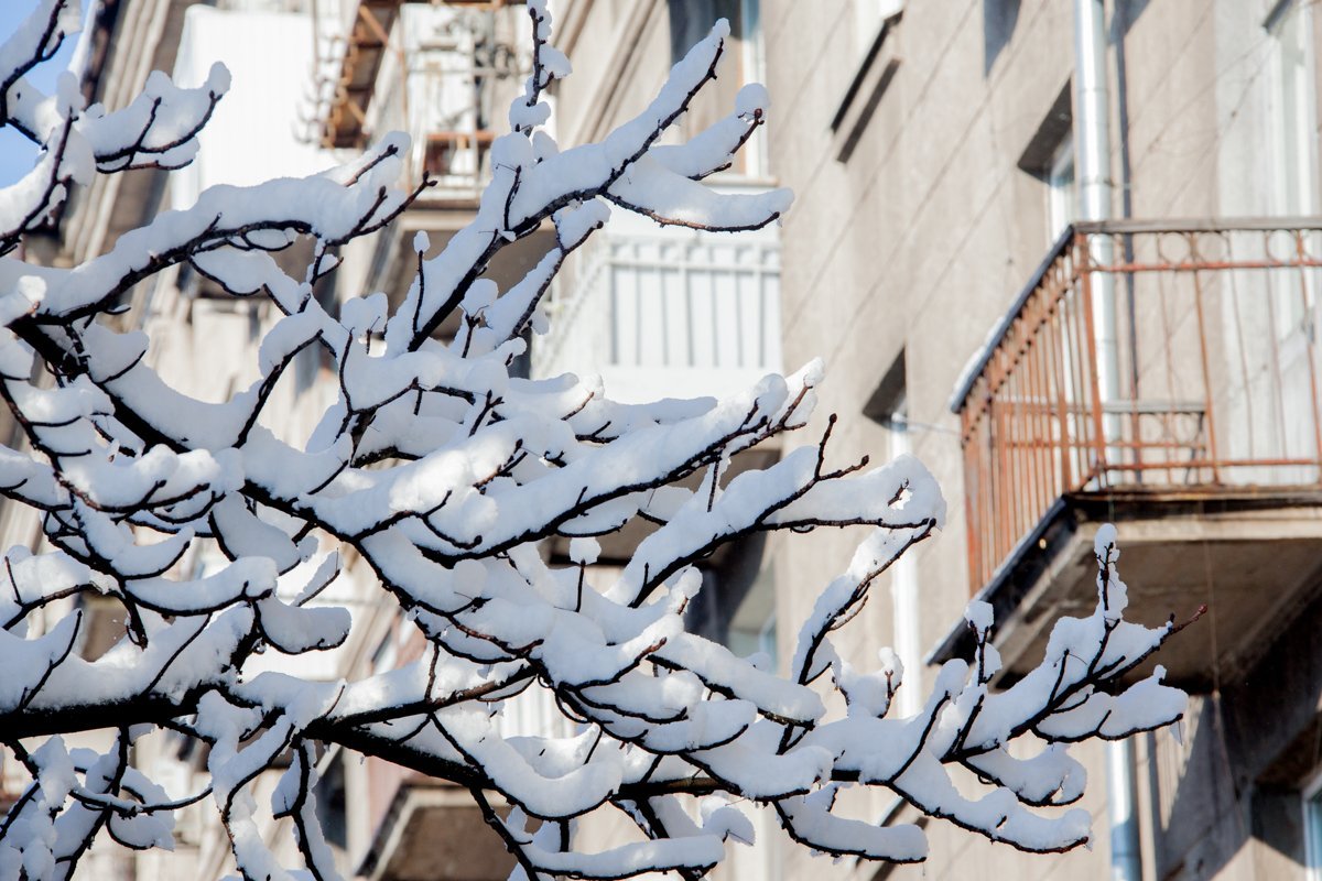 И не жалуйтесь, что вам тяжело, вот этой ветке тяжело держать такой слой снега, а вы справитесь