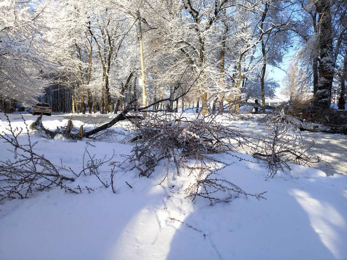 На Запорожском шоссе, 56, упала ветка На Запорожском шоссе, 56, упала ветка