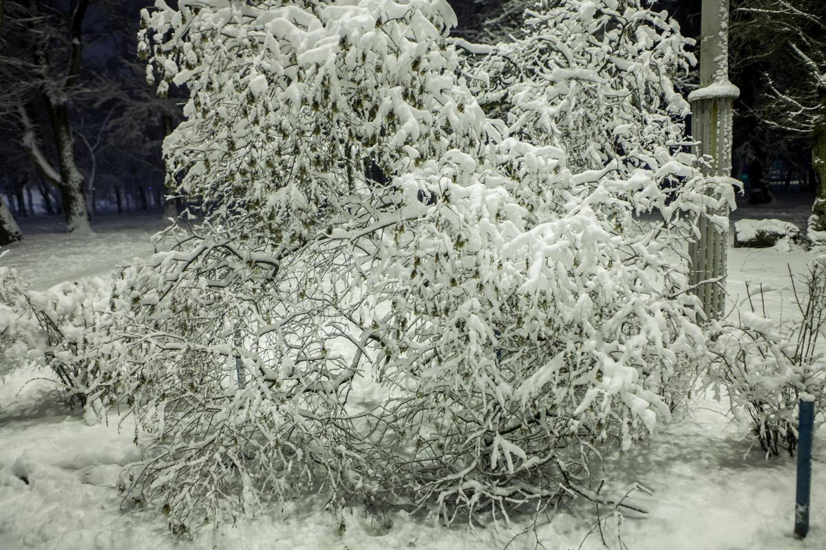 Некоторые деревья похожи, скорее, на арт-объекты