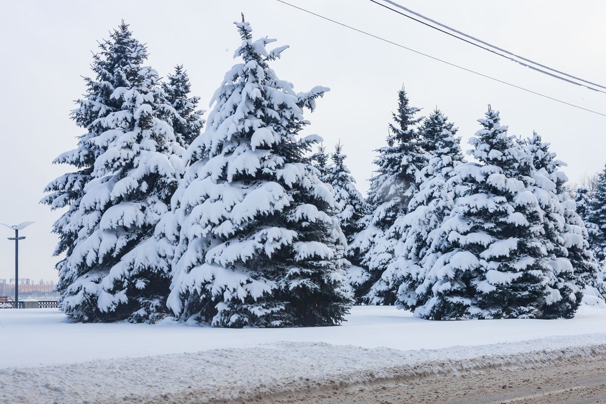 Елки надели снежные шубы 