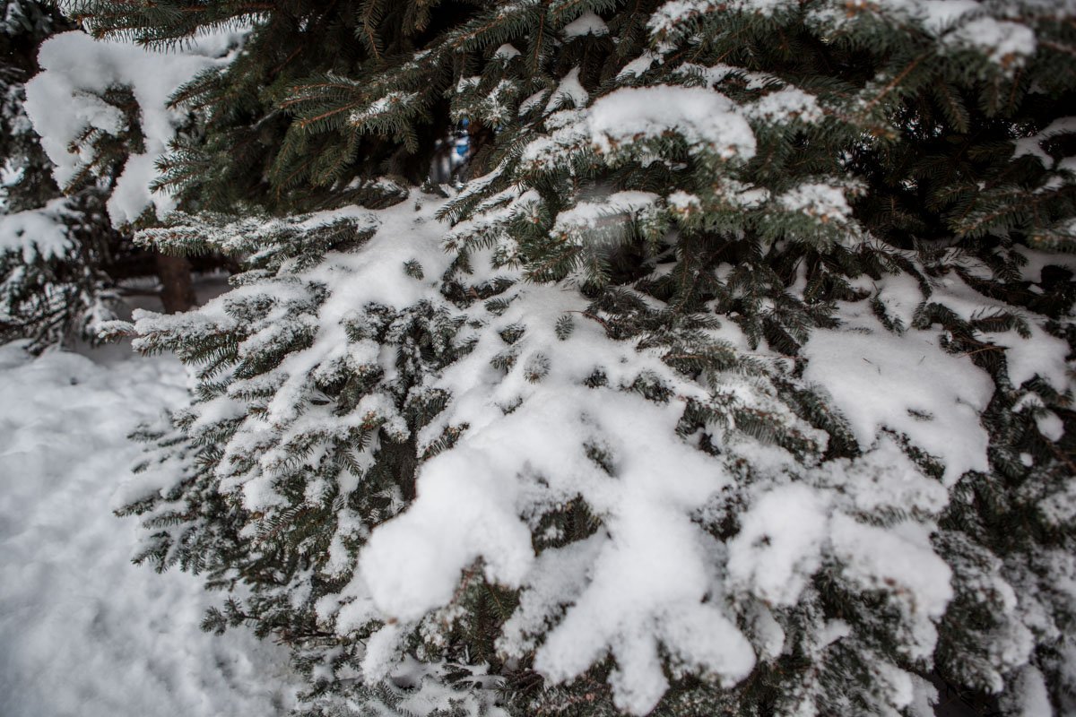 Блестит снег на елках Блестит снег на елках