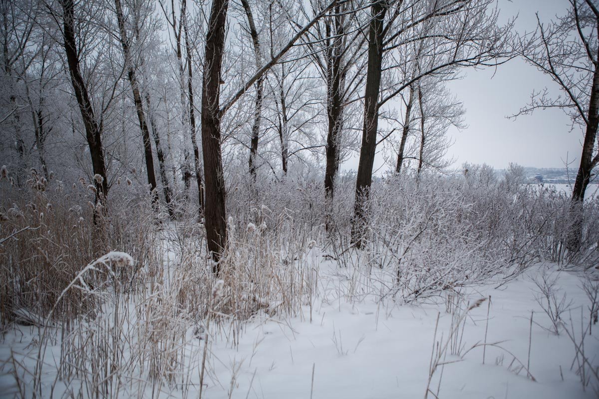 Тишь — безлюдье вокруг, дремлет чуткий камыш Тишь — безлюдье вокруг, дремлет чуткий камыш