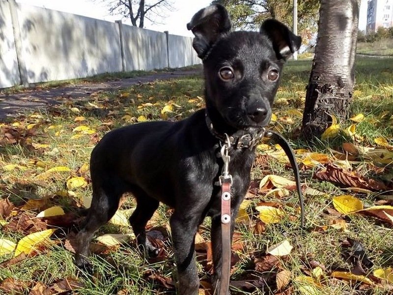 Малышка Чена достойна стать другом каждого из нас Малышка Чена достойна стать другом каждого из нас