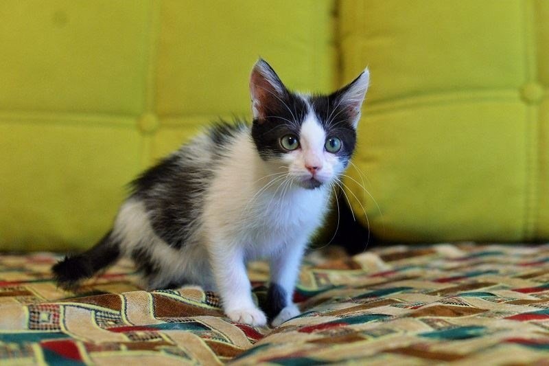 Шилопопик Лео ищет дом Шилопопик Лео ищет дом