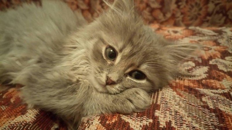 Мышка-норушка грустит и ищет дом Мышка-норушка грустит и ищет дом