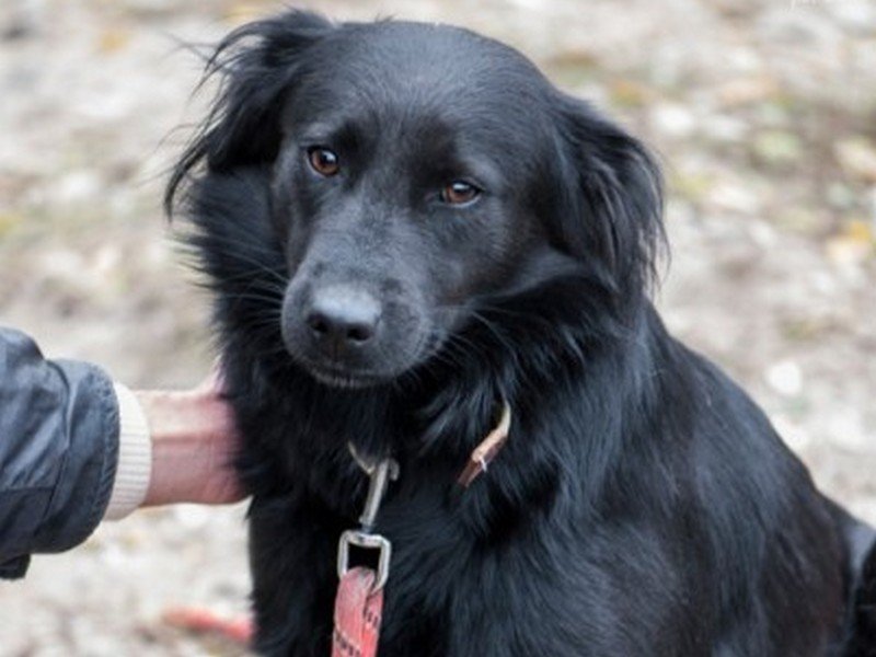 Помогите Норе вернуть веру в человечность Помогите Норе вернуть веру в человечность