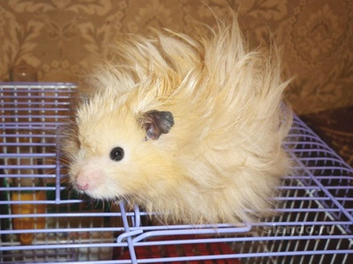 Чем-то этот хомяк явно не угодил своим хозяевам