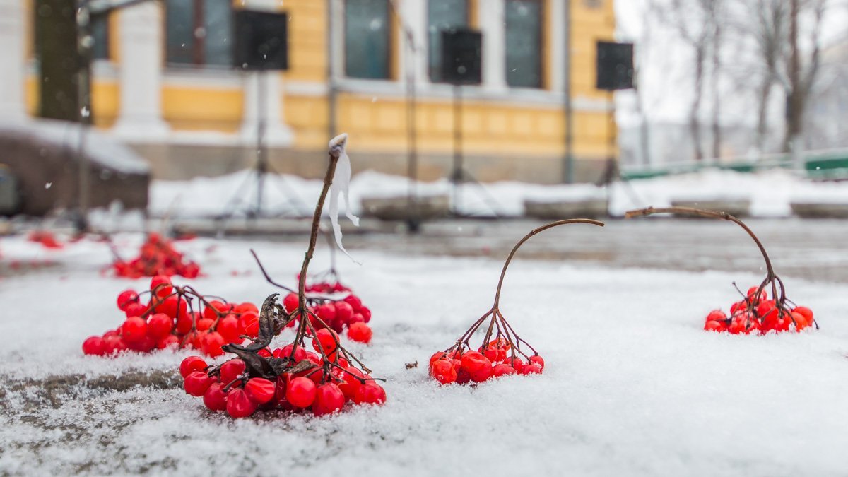 Калина на снегу олицетворяет погибших ребят Калина на снегу олицетворяет погибших ребят