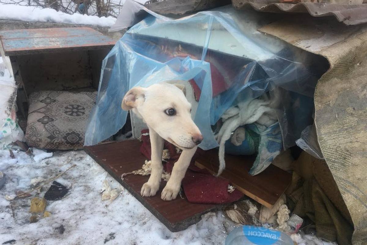 Жду лучшего друга