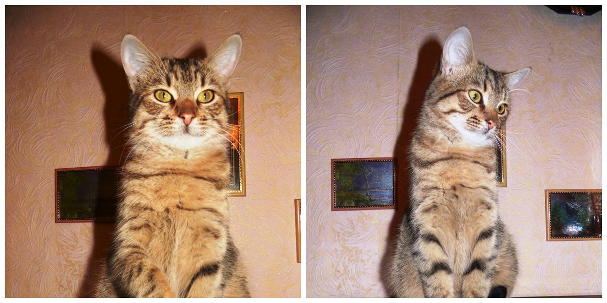 Грациозный и гордый кот ждет своего друга