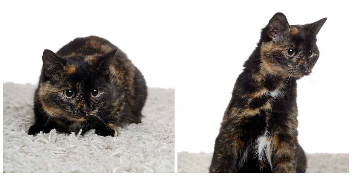 Лея ищет дом