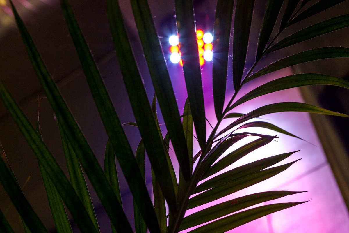 Декоративные элементы Декоративные элементы