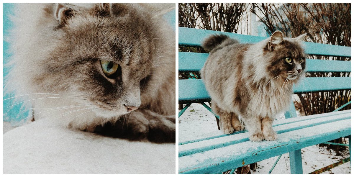 Муся хочет дружить Муся хочет дружить