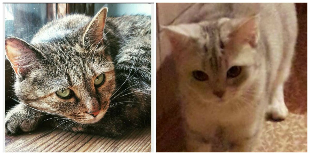 Не оставляйте их одинокими Не оставляйте их одинокими