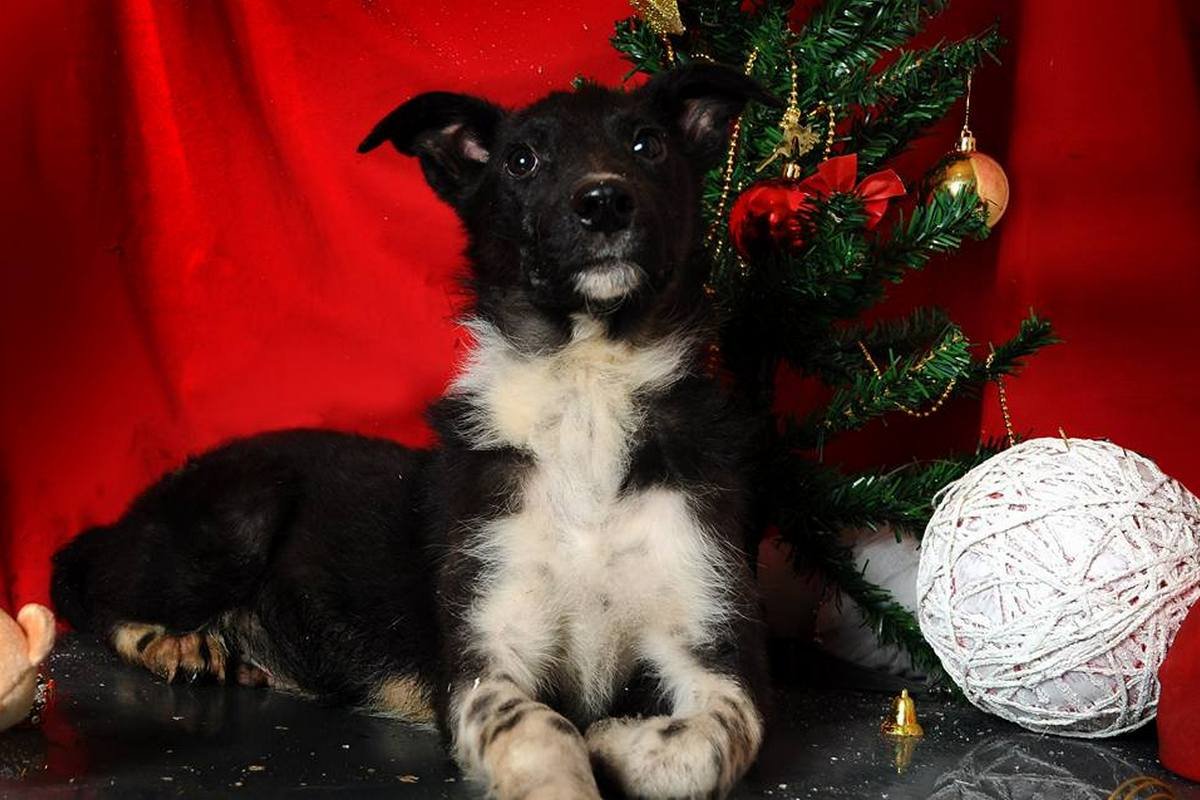 Готов стать другом Готов стать другом