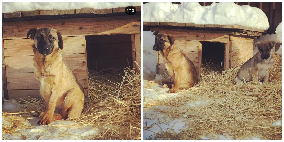 Будут хорошими охранниками Будут хорошими охранниками